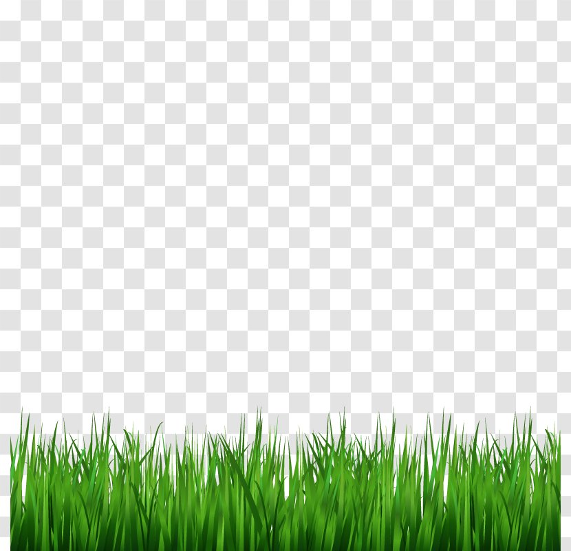 Lawn Green Wallpaper - Royaltyfree - Vector Grass Transparent PNG