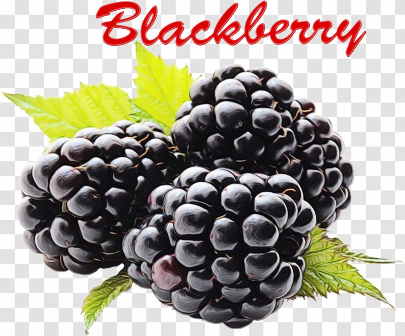 Blackberry Raspberry Berries Fruit Transparency - Tayberry - Grapevine Family Vitis Transparent PNG