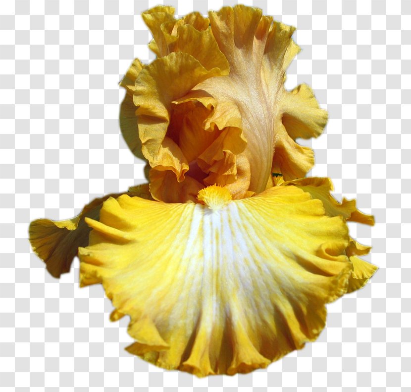 Clip Art Irises GIF Yellow Iris - Hydrangea - Pennant Transparent PNG