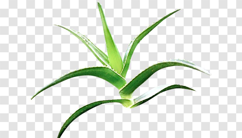 Plant Leaf Flower Flowering Terrestrial - Stem Houseplant Transparent PNG