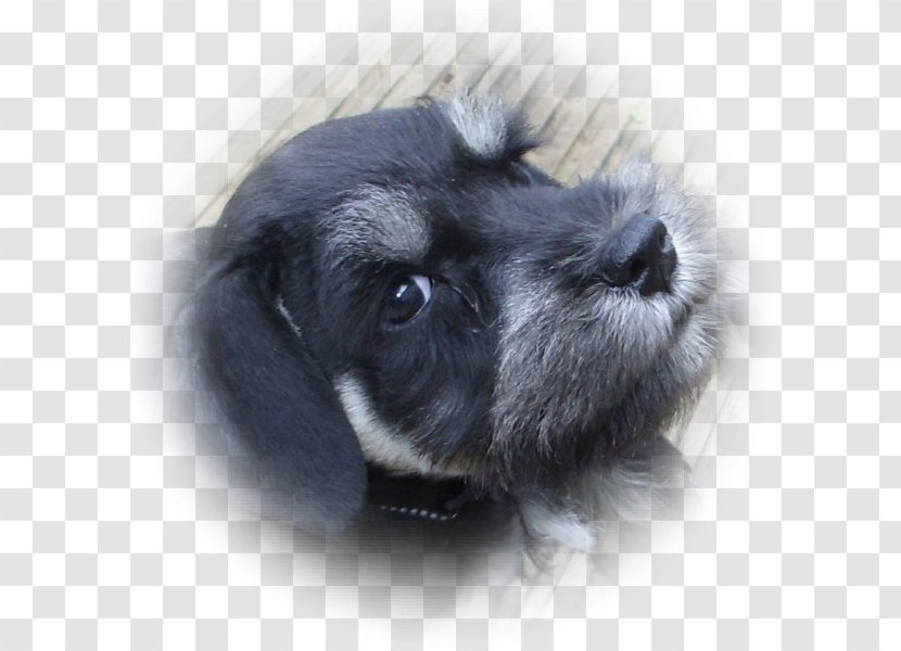 Miniature Schnauzer Standard Schnoodle Affenpinscher Dog Breed - Terrier - Puppy Transparent PNG