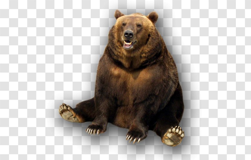 Brown Bear Bull Grizzly - Cartoon Transparent PNG