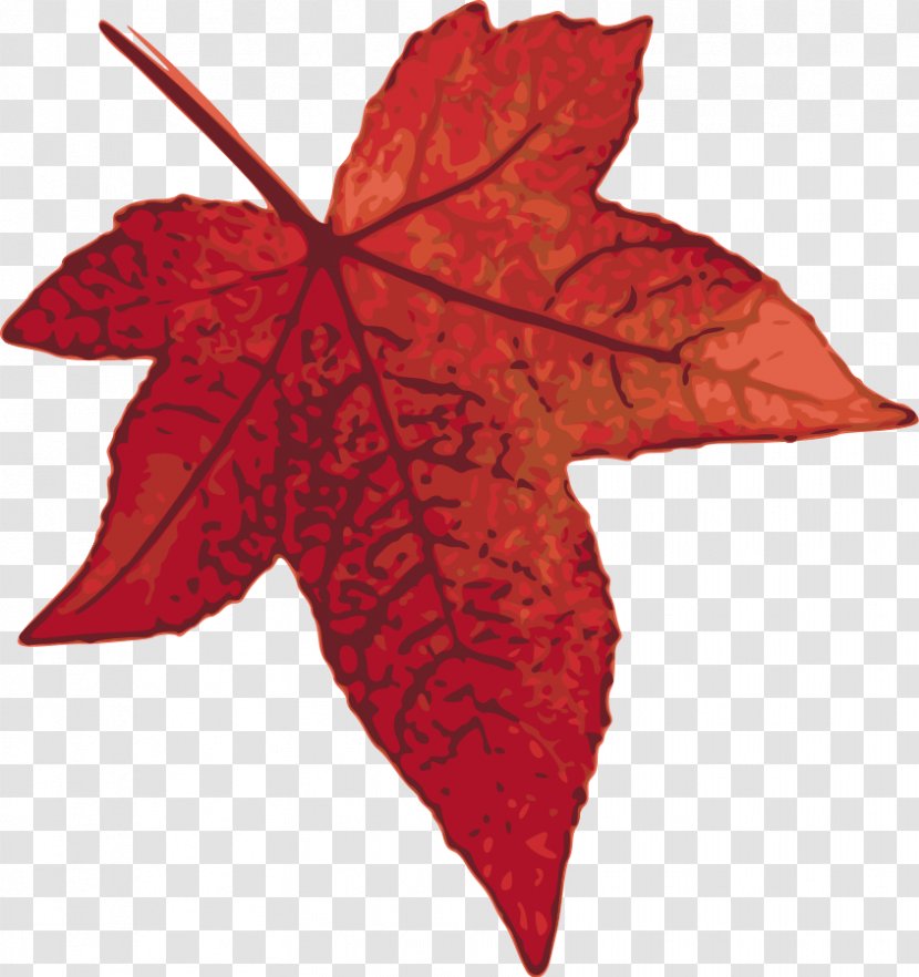 Canada Red Maple Leaf Clip Art - Plant - Maples Cliparts Transparent PNG