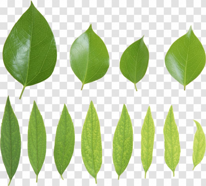 Leaf Presentation - Display Resolution - Green Leaves Picture Transparent PNG