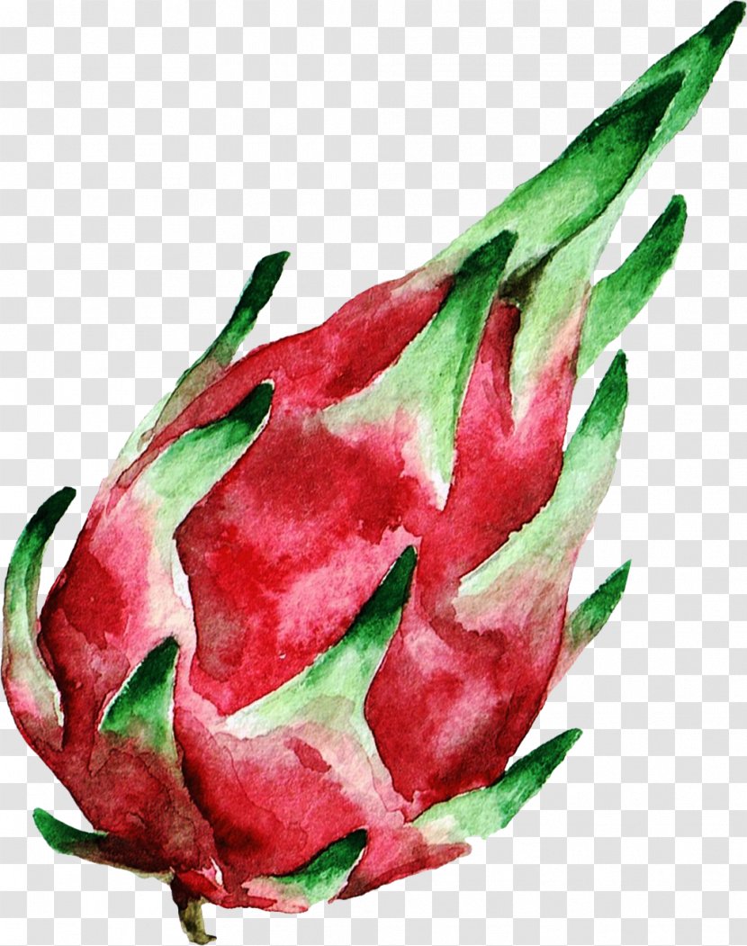 Watercolor Painting Stock Photography Royalty-free - Bud - Decorative Dragon Fruit Transparent PNG