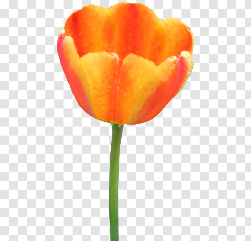 Tulip Clip Art Image - Computer Network Transparent PNG