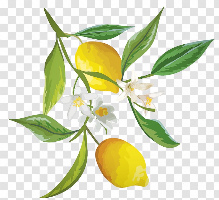 Orange - Flower - Lemon Transparent PNG