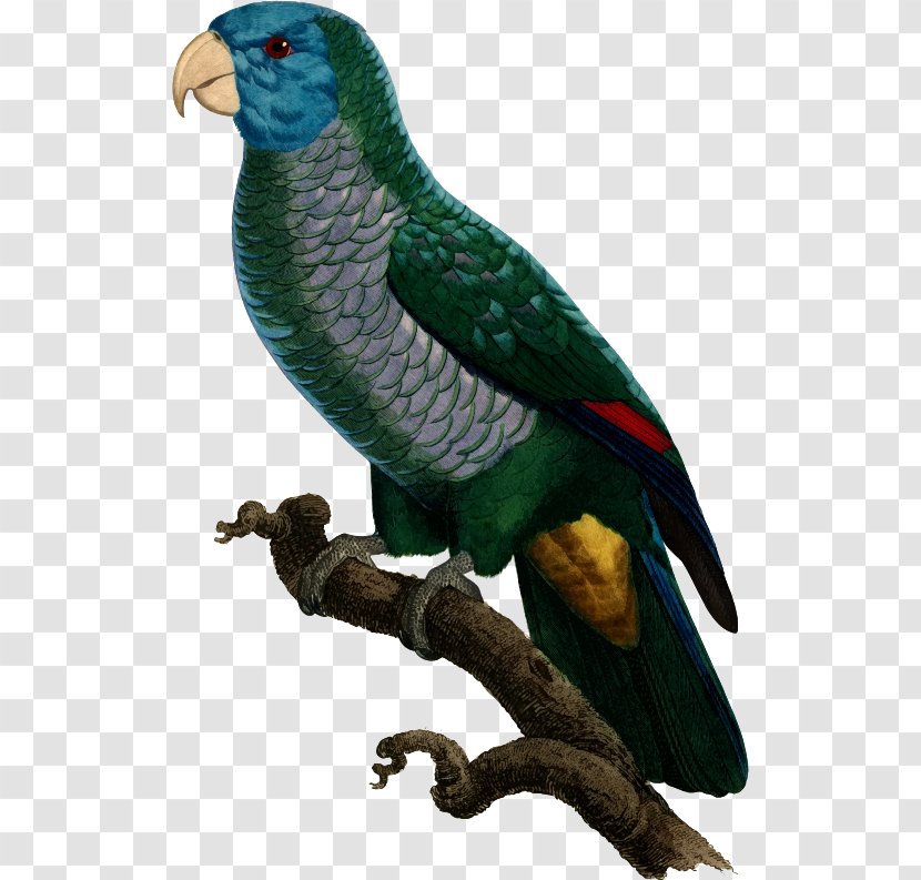 Budgerigar Blue-winged Parrotlet Macaw Bird - Lorikeet - Parrot Transparent PNG