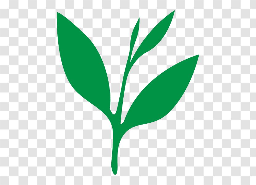Logo Brand Font Product Leaf - Green - Branch Transparent PNG