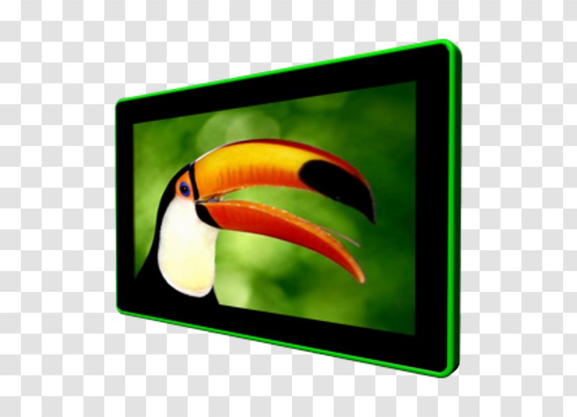 Toco Toucan Parrot Bird Panel PC - Hawaii Transparent PNG