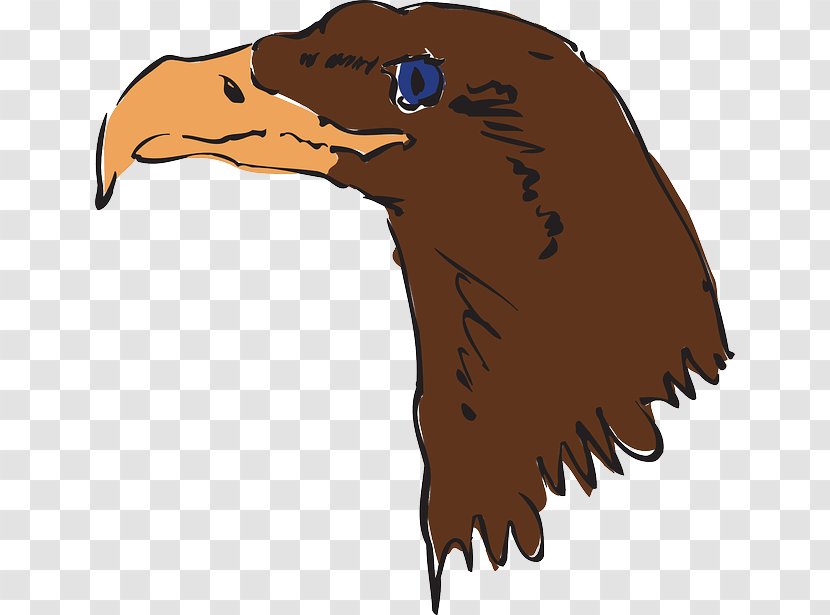Bald Eagle Bird Beak Clip Art Transparent PNG