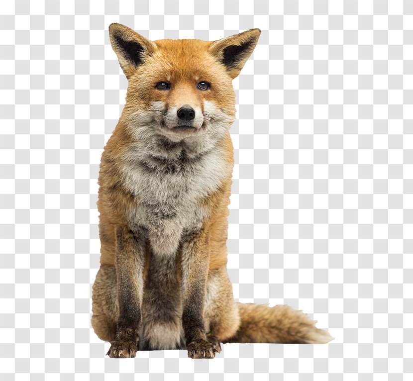 Red Fox Arctic Stock Photography - Snout - Green Lettuce Transparent PNG