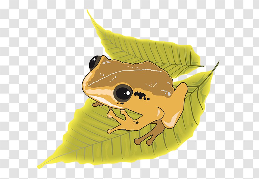 Puerto Rico Illustration Drawing Frog Graphic Design - Amphibian Transparent PNG
