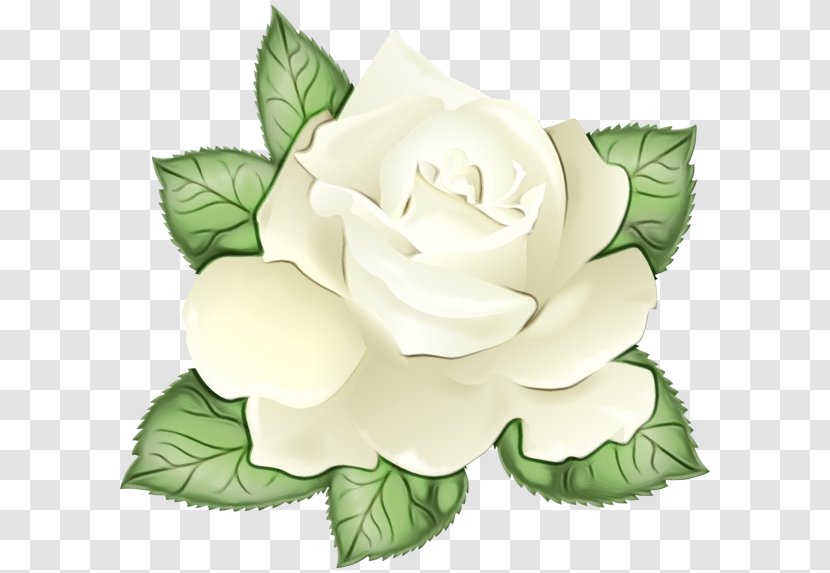Watercolor Flower Background - Rose Family - Hybrid Tea Order Transparent PNG