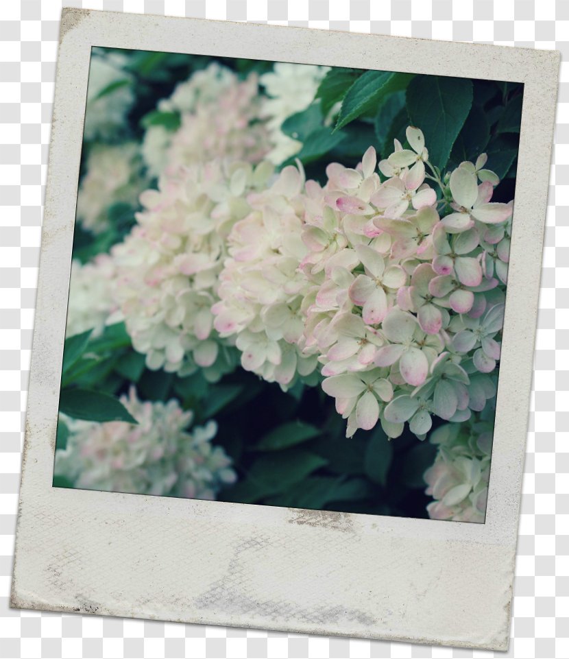 Flower Floral Design Hydrangea Floristry A Beautiful Morning Transparent PNG