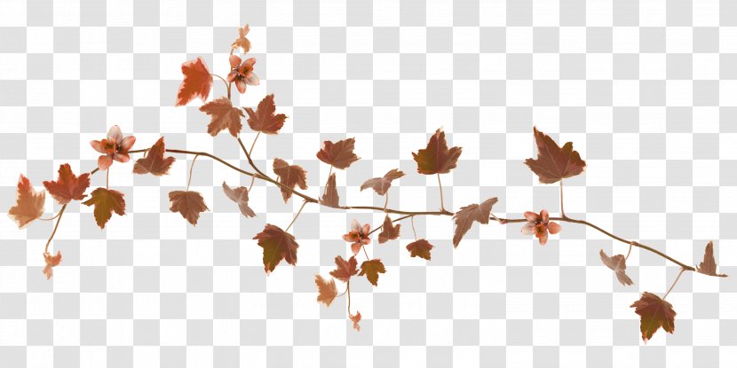 Autumn Leaf Color Desktop Wallpaper GIF Transparent PNG