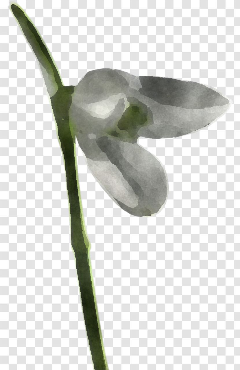Flower Snowdrop Plant Galanthus Anthurium Transparent PNG