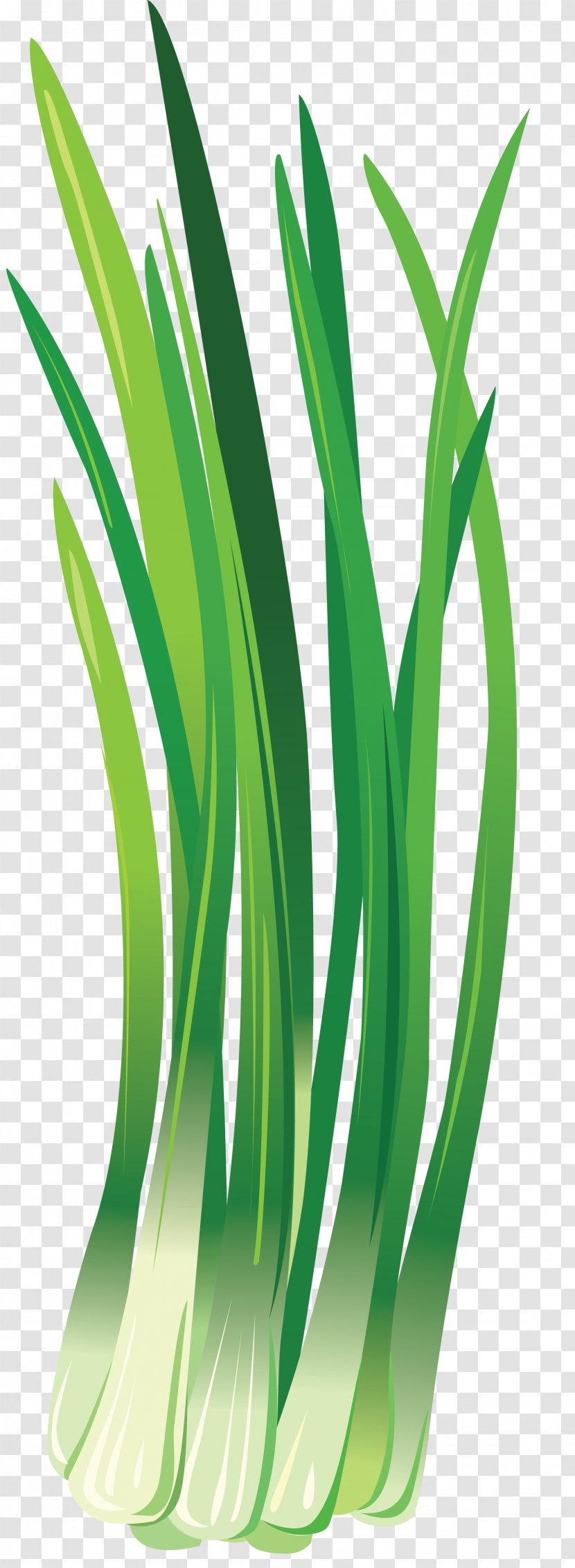 Onion - Commodity - Mint Transparent PNG