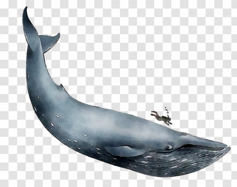 Common Bottlenose Dolphin Blue Whale Wholphin Whales Porpoise - Sperm Transparent PNG