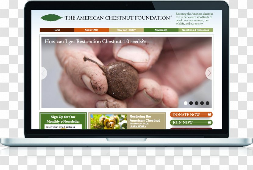 The American Chestnut Foundation Tree Partnership Indigenous Peoples Of Eastern Woodlands - Logo - Natural Environment Transparent PNG