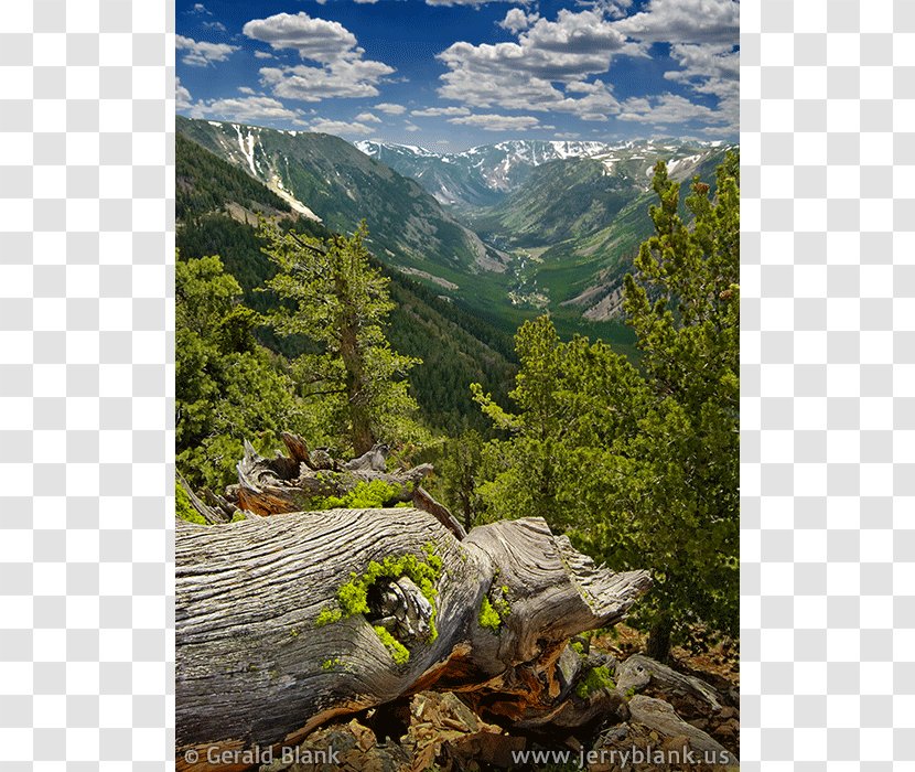 Beartooth Highway Rock Creek Vista Cooke City-Silver Gate Stillwater River U.S. Route 212 - Tree - National Scenic Byway Transparent PNG