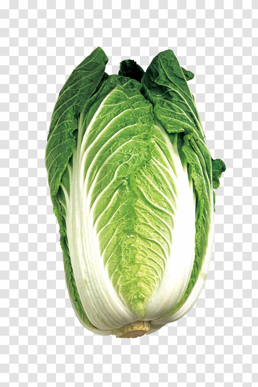 Savoy Cabbage Whiteboard Vegetable - Spring Greens Transparent PNG