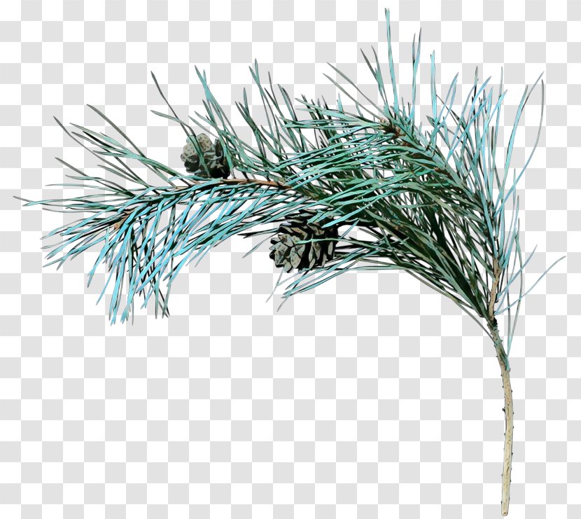 Family Tree Background - Elymus Repens - Cypress Rosemary Transparent PNG
