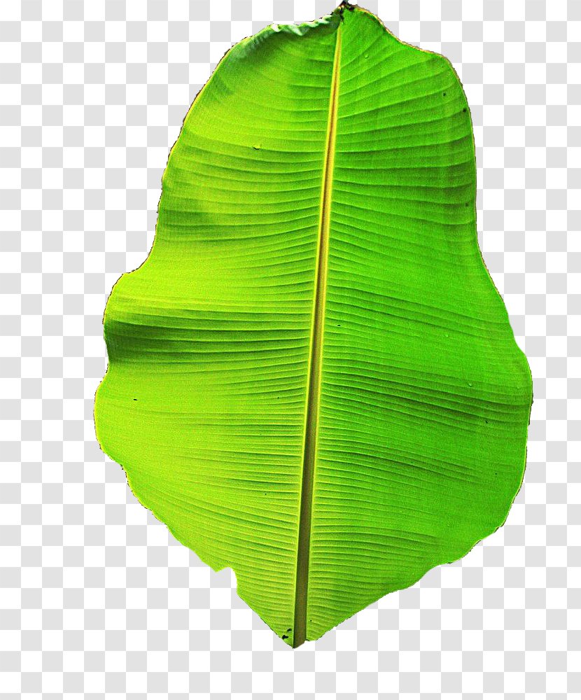 Musa Basjoo Banana Leaf - Bamboo Tree Leaves Material Transparent PNG