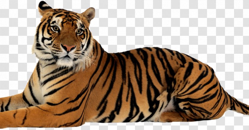 Felidae Bengal Tiger Clip Art Lion - Cat Like Mammal Transparent PNG