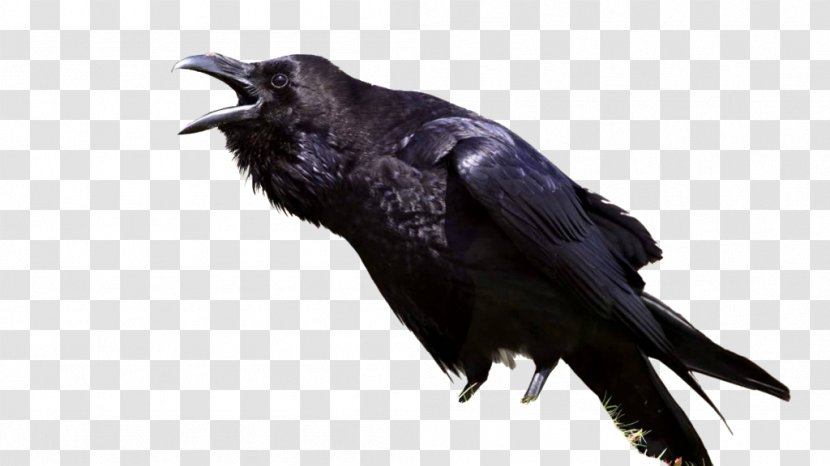 The Raven Bird Common Meaning Symbol - Crow Like Transparent PNG