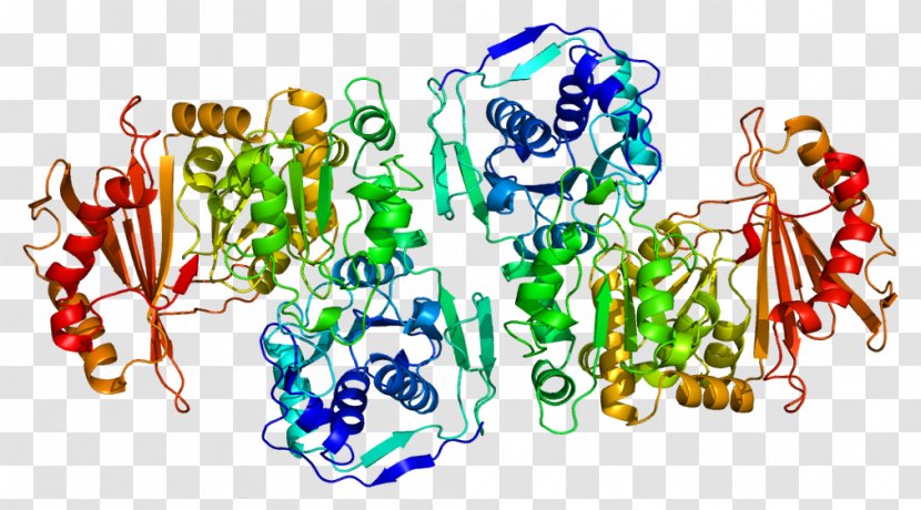 PGM1 Enzyme Gene Phosphoglucomutase Protein - Flower - Tree Transparent PNG