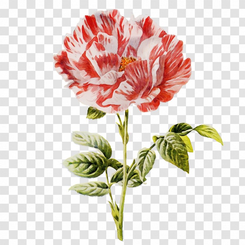 Flower Plant Carnation Petal Pink Family - Cut Flowers - Peony Transparent PNG