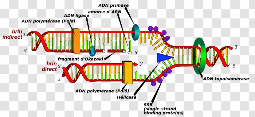 DNA Replication Cell Polymerase Synthesis - Silhouette - Frame Transparent PNG