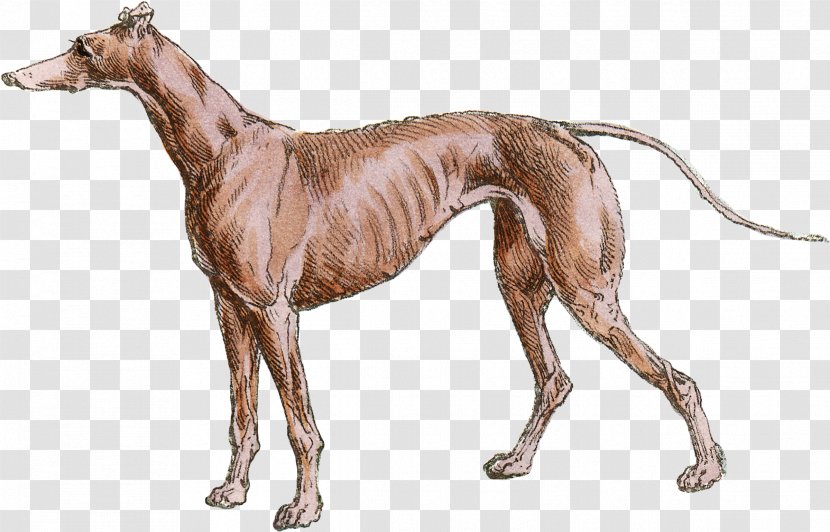 Italian Greyhound Whippet Mudhol Hound Spanish - Galgo Espa%c3%b1ol Transparent PNG
