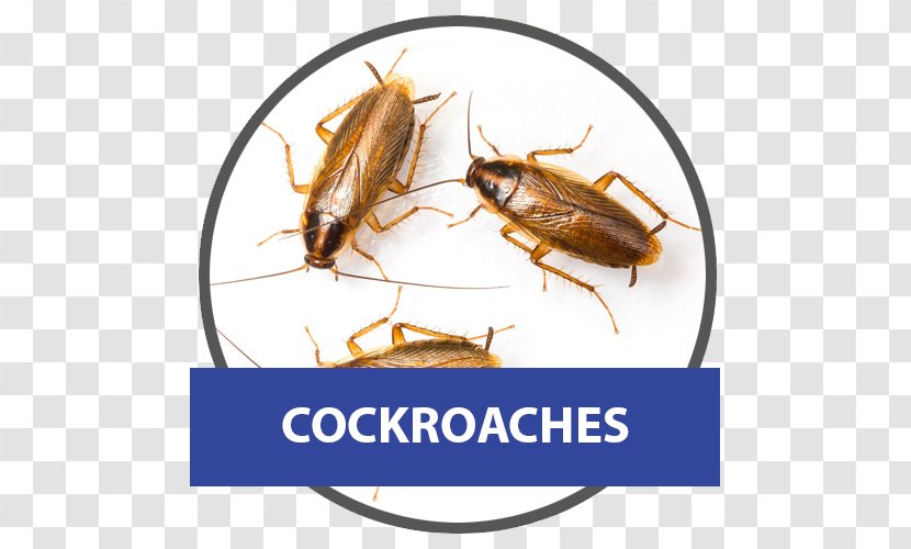 German Cockroach American Pest Control - Blattella Asahinai Transparent PNG