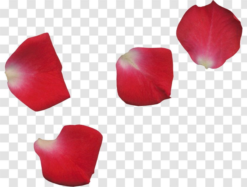 Rose - Red - Coquelicot Transparent PNG