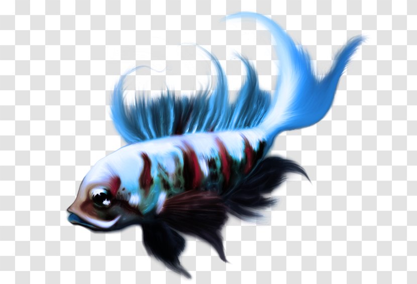 Koi Ornamental Fish - Hobby Transparent PNG