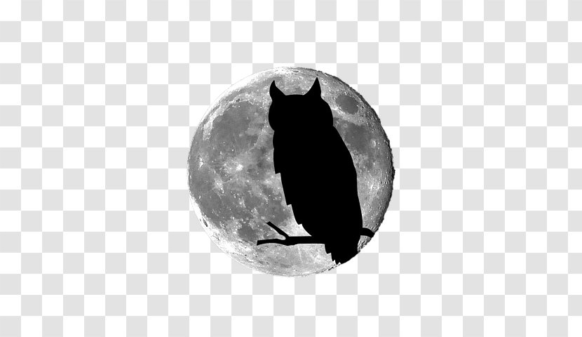 Owl Moon Art Full - Cat Transparent PNG