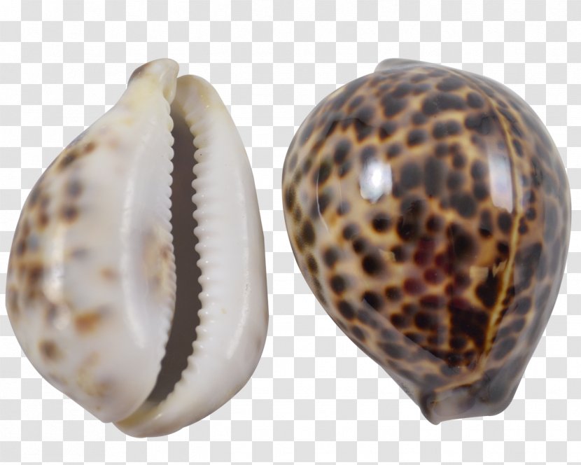 Seashell Clam Cypraea Tigris Cowry Conchology - Invertebrate Transparent PNG