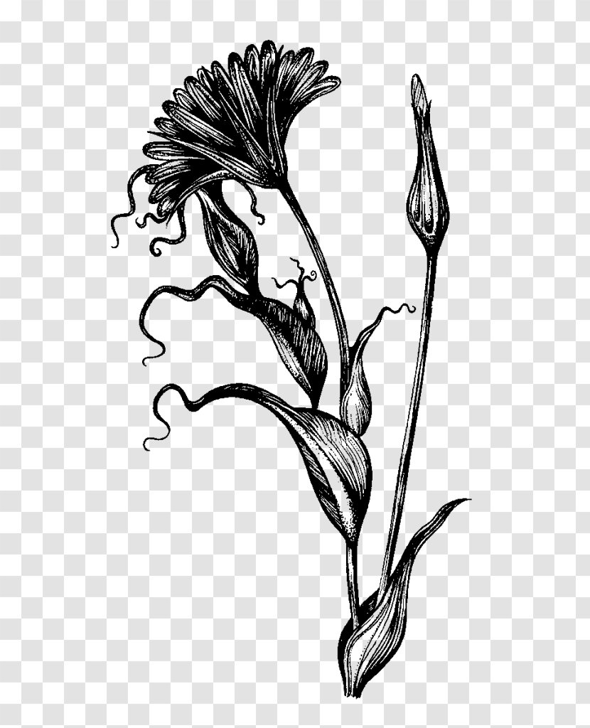 Botanical Illustration Botany Drawing Visual Arts Sketch - Work Of Art Transparent PNG