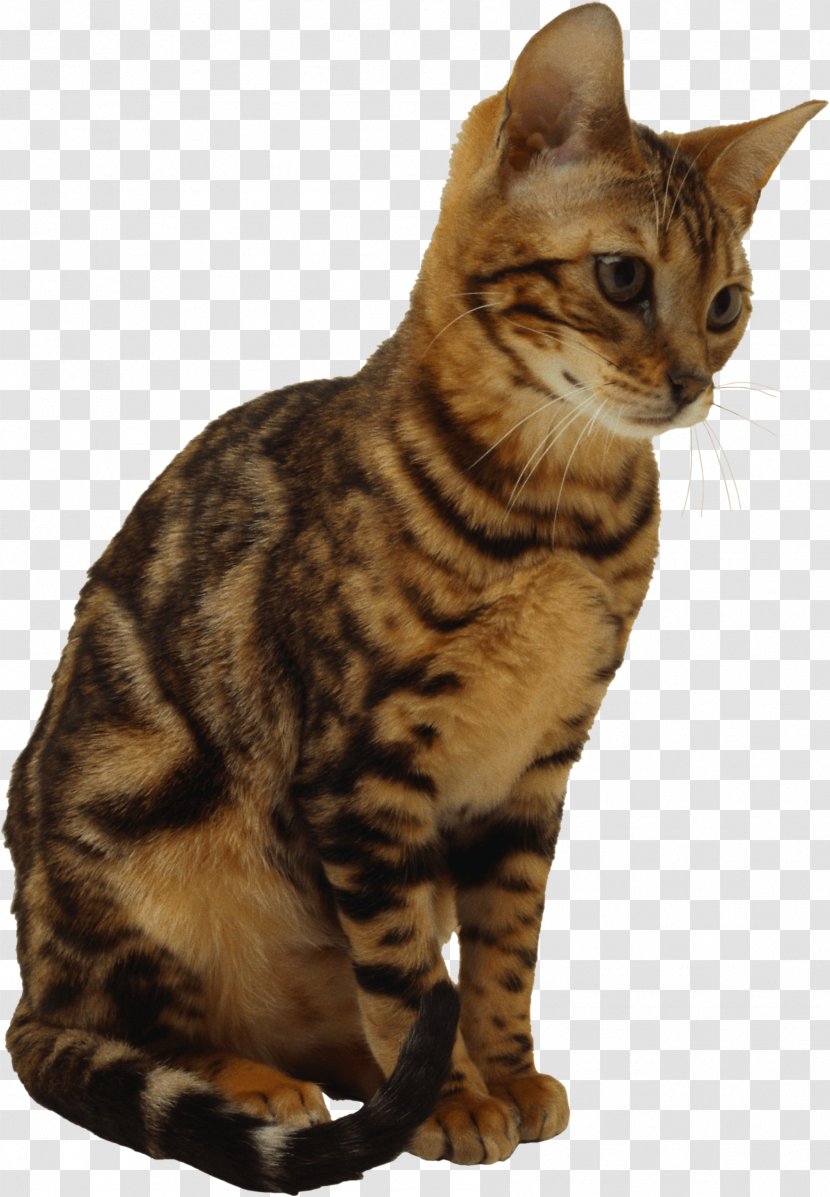 Calico Cat Kitten - Mammal - Image Download Picture Transparent PNG