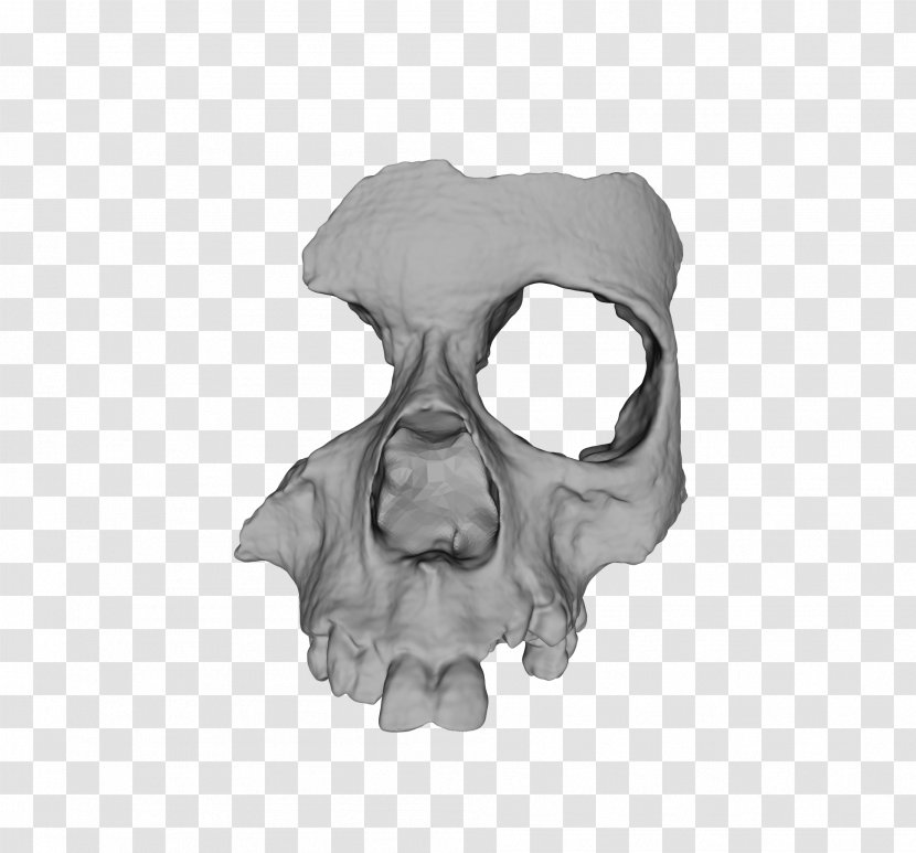 3D Printing Bone Skull Human Skeleton - Bones Transparent PNG