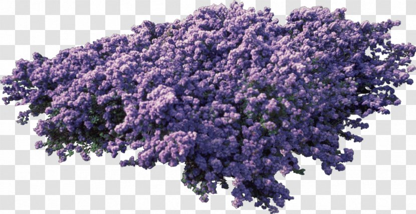 English Lavender Purple - Bushes Transparent PNG