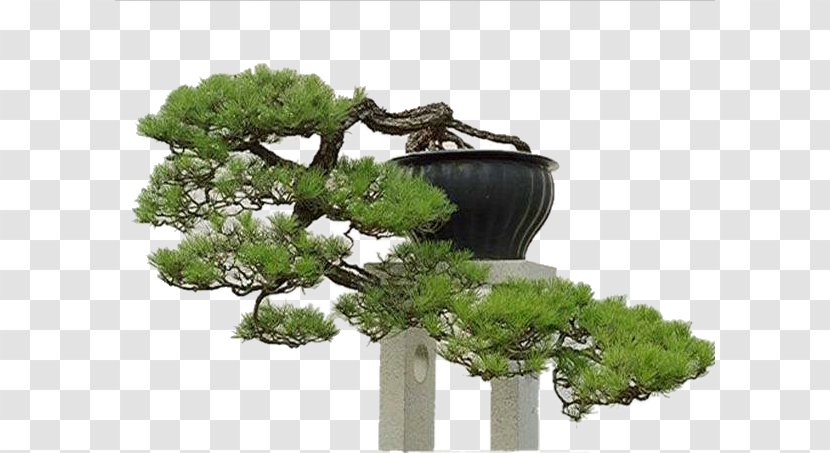 Bonsai Tree Penjing Chinese Garden - Houseplant - King Disc Transparent PNG