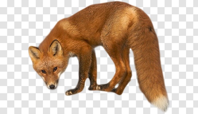 Red Fox Dhole Kit Fur - Canidae - Silhouette Transparent PNG