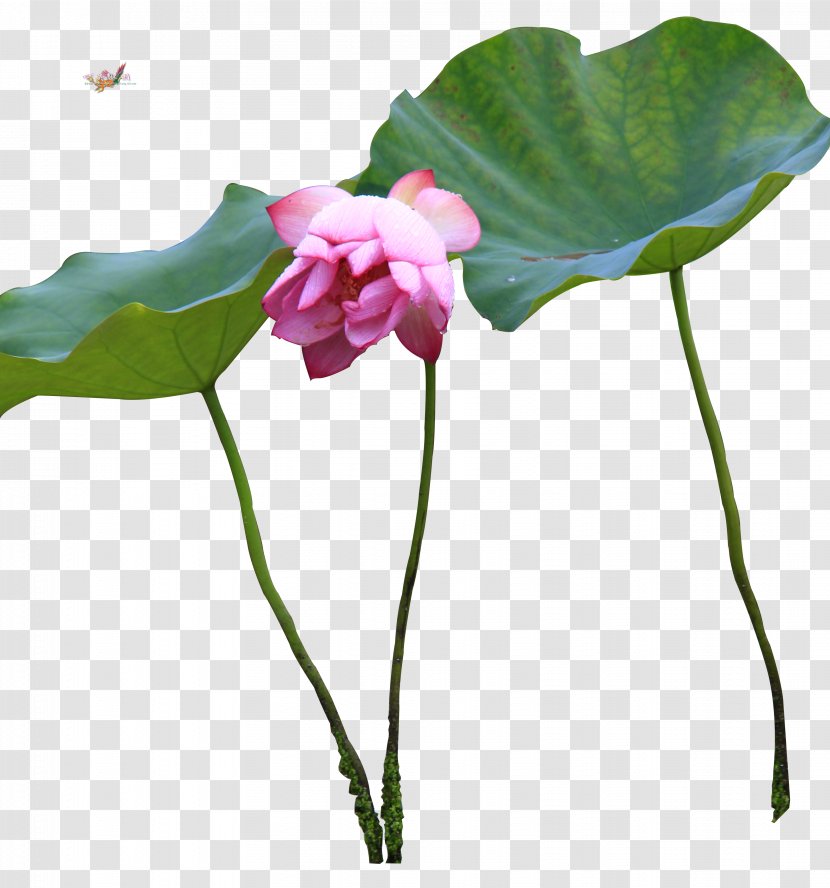 Petal Bud Plant Stem Cut Flowers Leaf - Month Transparent PNG