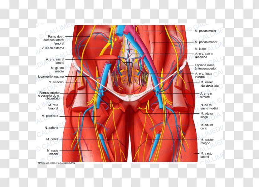 Abdomen Nerve Anatomy Abdominal Wall Human Body - Tree - Arm Transparent PNG
