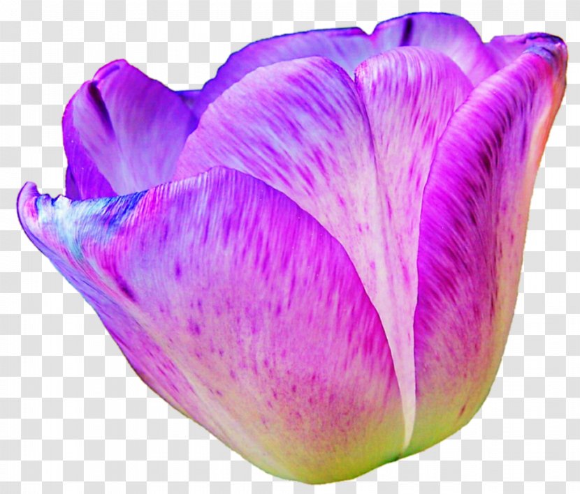 Lavender Lilac Violet Purple Magenta - Pink And Transparent PNG