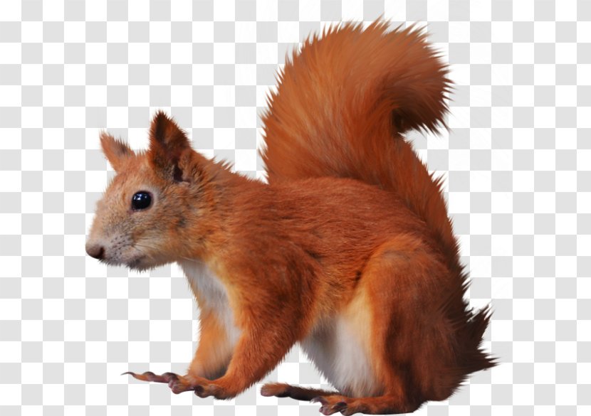 Tree Squirrels Bird Clip Art - Tail - Forest Animal Transparent PNG