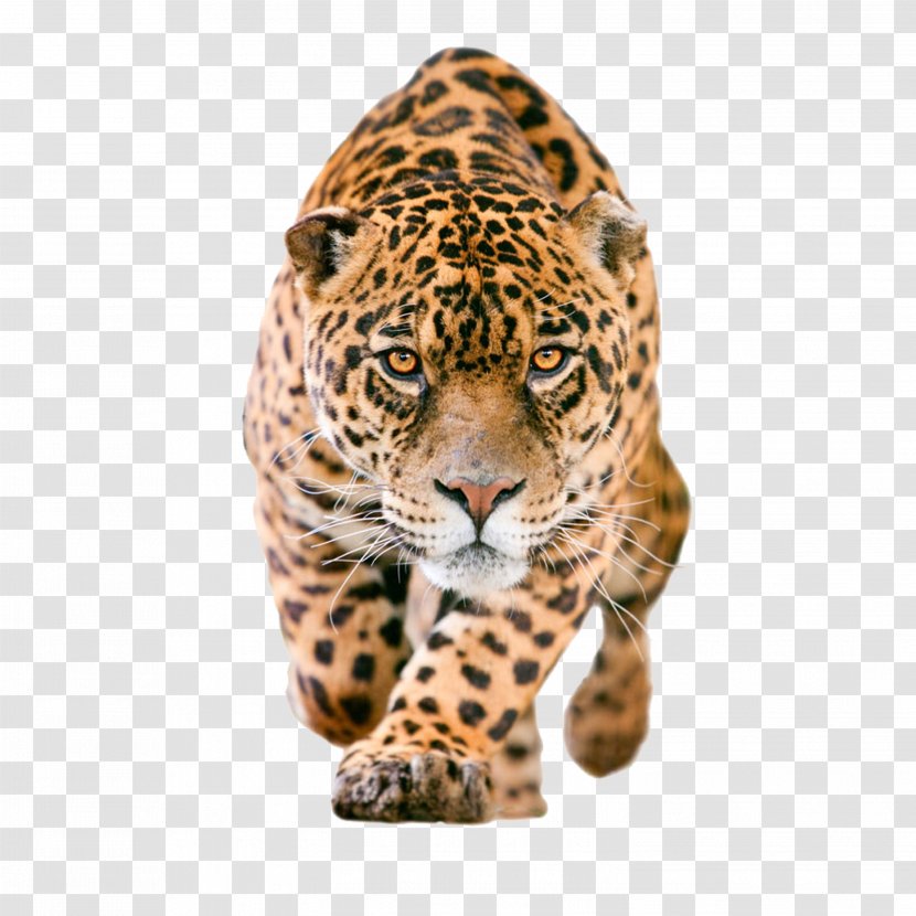 Jaguar Clip Art - Leopard Transparent PNG